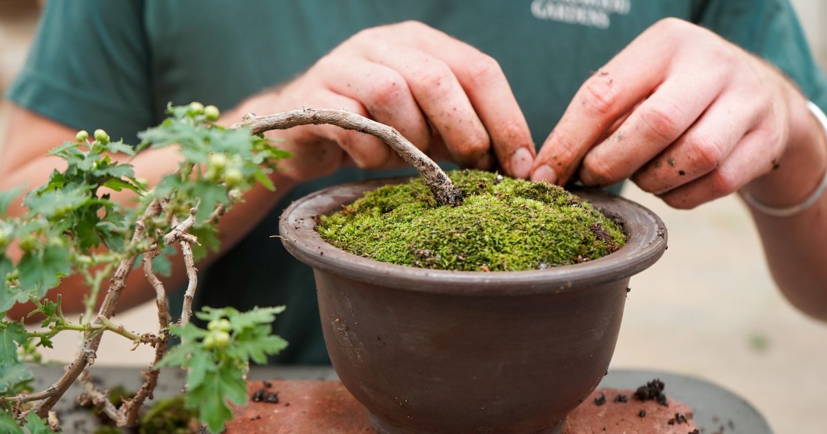 A Practice in Patience | Longwood Gardens
